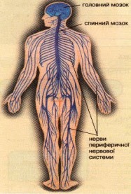 Нервова система - Анатомія людини