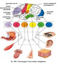 Сенсорні системи людини » Народна Освіта