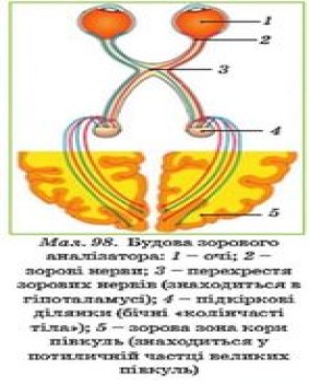 Урок 42. Зорова сенсорна система » Народна Освіта