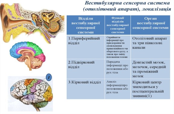 Головний мозок - online presentation